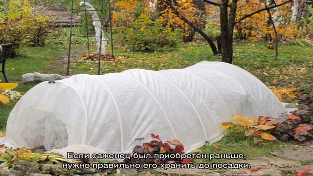 Когда лучше сажать розы в открытый грунт смотреть онлайн