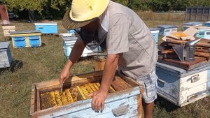 Готовлюсь к зиме. Сокращаю гнезда, устанавливаю полоски от клеща.