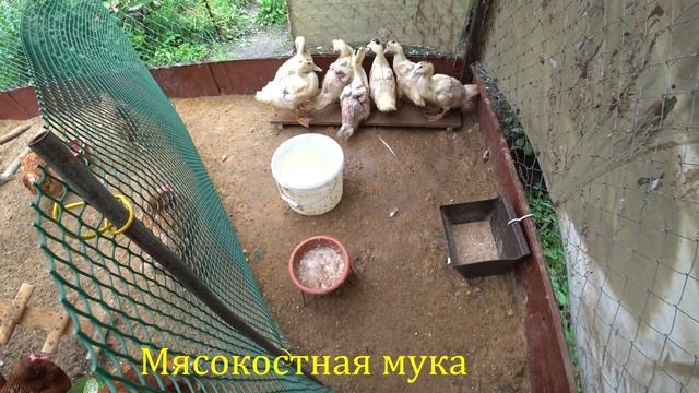 Каннибализм у уток смотреть онлайн