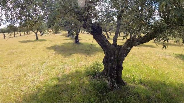 FORAGING FREE FOOD & AN ABANDONED WELL - ON OUR PORTUGUESE FARM -FUNDAO HOMESTEAD - BUILDING FENCIN смотреть онлайн