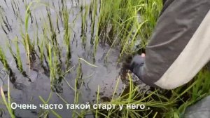 Сахалинский Таймень (Sakhalin Taimen) Часть 3