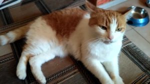 Кошка разговаривает с хозяйкой