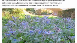 Бораго, огуречная трава