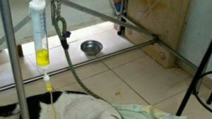 Собаку оставили в аэропорту