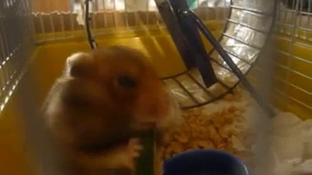 Шуша мой сирийский хомяк ( Шуша кушает ) смотреть онлайн