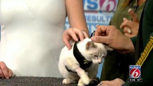 Marion County sheriff adopts kitten abused in viral video