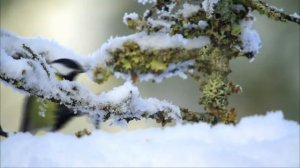 Дикая природа Норвегии