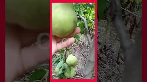груша 'Аббат Феттель'