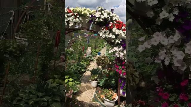 Ампельная петуния . Правильный уход  и гарантия буйного цветения
