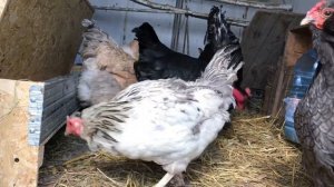 Как сделать простую, вспомогательную дверь с лазом для кур.