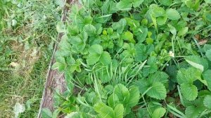 томаты , клубника . и просто огород.