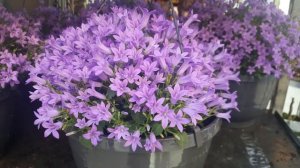 Campanula Flowers