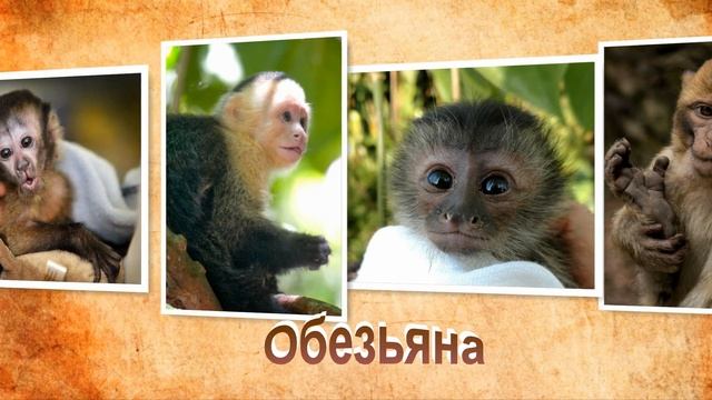 Обезьяна — проворный домашний питомец  преимущества и недостатки