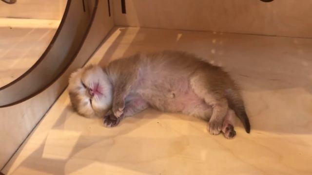 Сон ангела ? смотреть онлайн