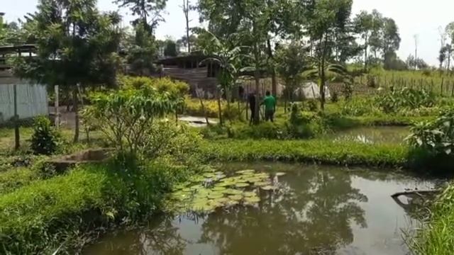 Visit Of A Poultry & Fish Farm Near Bukavu - Visite D'une Vollaille & Ferme Aquacole Pres De Bukavu смотреть онлайн