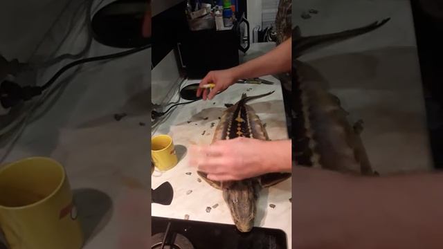 Разделка азовского осётра (мороженного) Часть 4 смотреть онлайн
