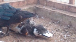 Как определить пол у индоуток в 4 месяца? Легко!!