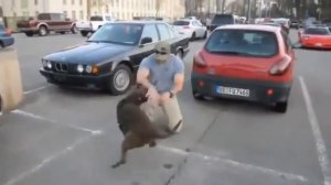 Встреча собак с хозяивами после долгой разлуки!