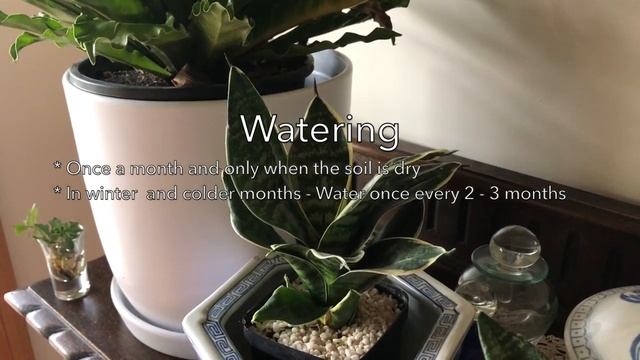 Birds Nest Snake Plant (Sansevieria hahnii) - An Easy Care Low Light House Plant смотреть онлайн