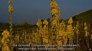 Медвежьи ушки трава: описание, свойства и сфера применения