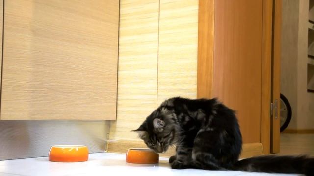 Как едят мейн куны