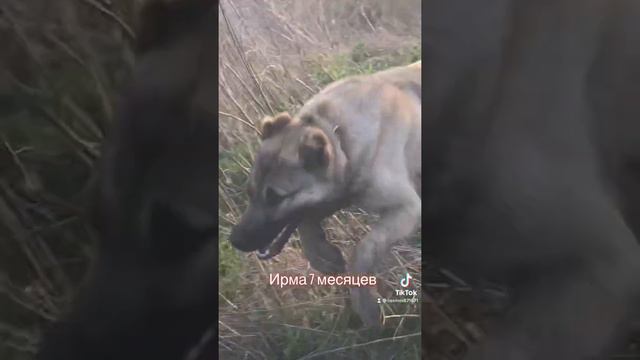 Кавказский волкодав (Ирма 7 мес) смотреть онлайн