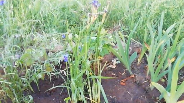 Мой огородик. Начало 5 июня. Сьемка на вечер 18 июня. смотреть онлайн