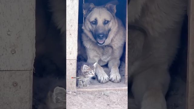 -Дружба котёнка Чепусика и пса Бакса.