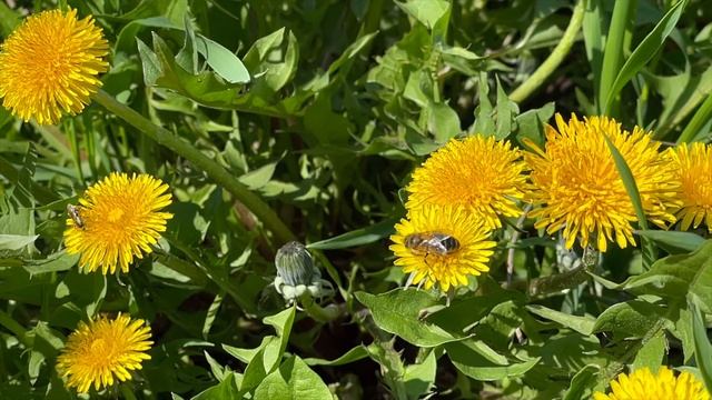 Relaxation in nature / Релаксация в живой природе смотреть онлайн