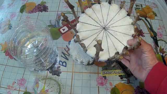 🍇 Простейшее устройство для укоренения черенков винограда на воде. Укоренитель Егорутина.