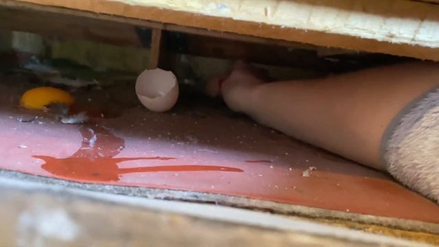 Глисты у кур несушек снижают яйценоскость