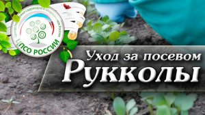Выращивание и уход за Рукколой. Как вырастить рукколу.