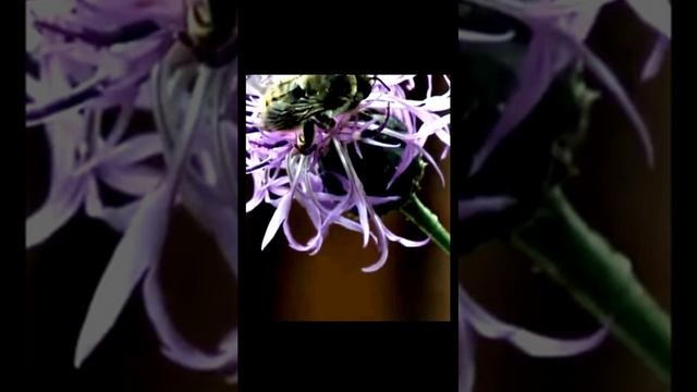 Звуки природы. Утро в деревне. Пение птиц