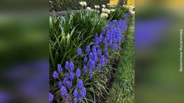 ❀ Луковичные цветы, которые не надо выкапывать на зиму