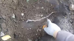 Как посадить ВИНОГРАД? кишмиш осенью КУПЛЕННЫЙ  в магазине БЕККЕР. Grape