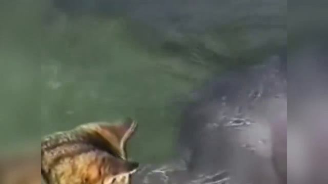 Невероятная дружба животных смотреть онлайн