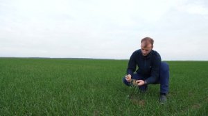 Один из лучших фунгицидных протравителей семян зерновых культур. ВАЙБРАНС ТРИО. ОАО Агро-Мотоль.