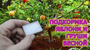 От этой подкормки яблони и груши будут ломиться от урожая! Мои яблони и груши плодоносят каждый год!