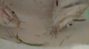 Изо рта рыбы повылезали черви