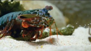 Рак богомол