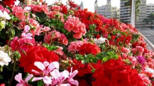 Самый красивый цветочный мост Валенсии, Испания. Puente de flores, Valencia.