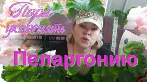 Пеларгония - Вегетативное Размножение Пеларгонии Черенкование Герани