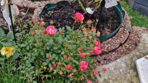 Редчайшая обольстительница  миниатюрная роза #lillyrose Сезон 2022.