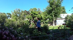 Обрезка старого абрикоса. Год спустя. Обрезка абрикоса на пень. Что стало с ним через год?