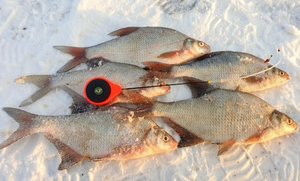 Рыбалка в марте на Берша и Леща и Густеру.