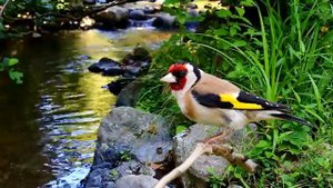 Пение щегла слушать