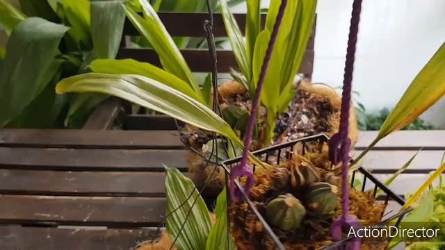 Орхидеи без листьев-опасности полива смотреть онлайн