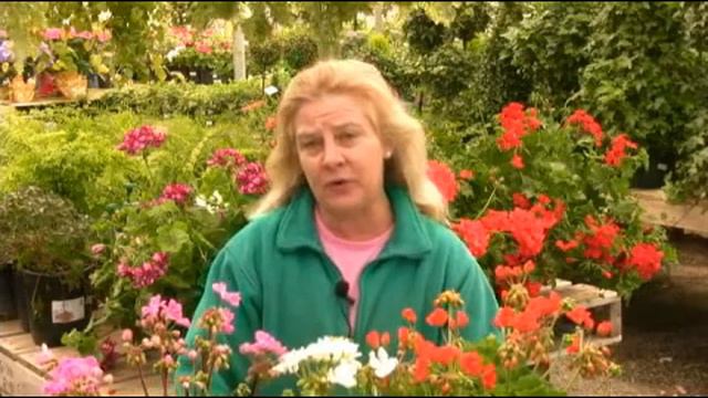 Problems with Geraniums смотреть онлайн