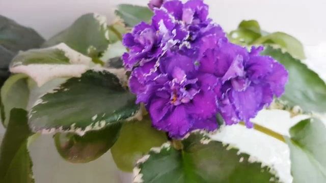 Новинки фиалок Елены Коршуновой смотреть онлайн