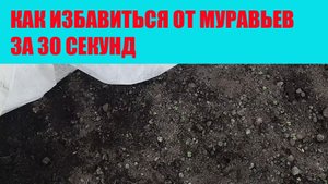 Как избавиться от муравьев в теплице за 30 секунд.